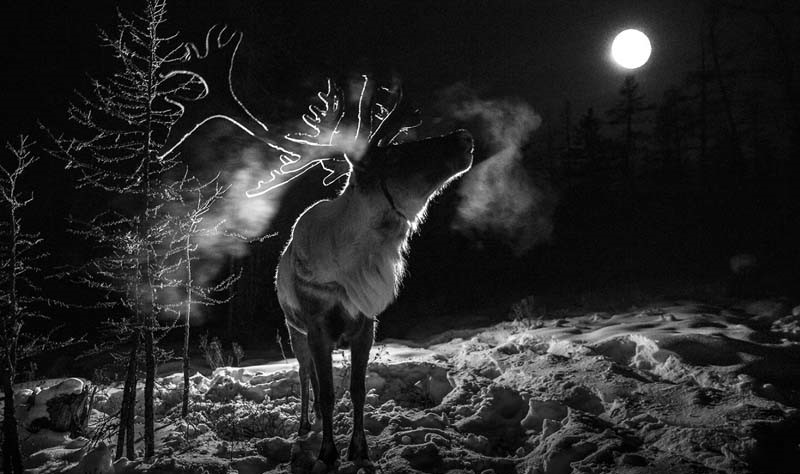 reindeer photos mongolia 
